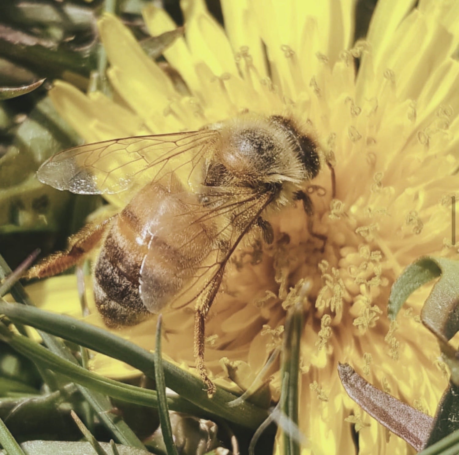 BIB Insektenartikel