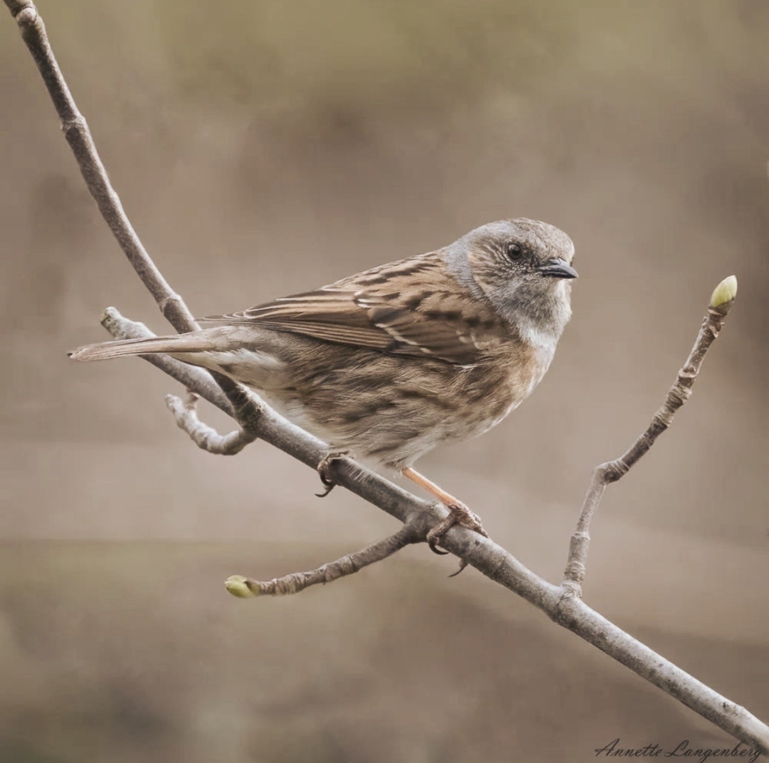 Wildvögel